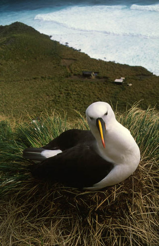 Albatros à bec jaune