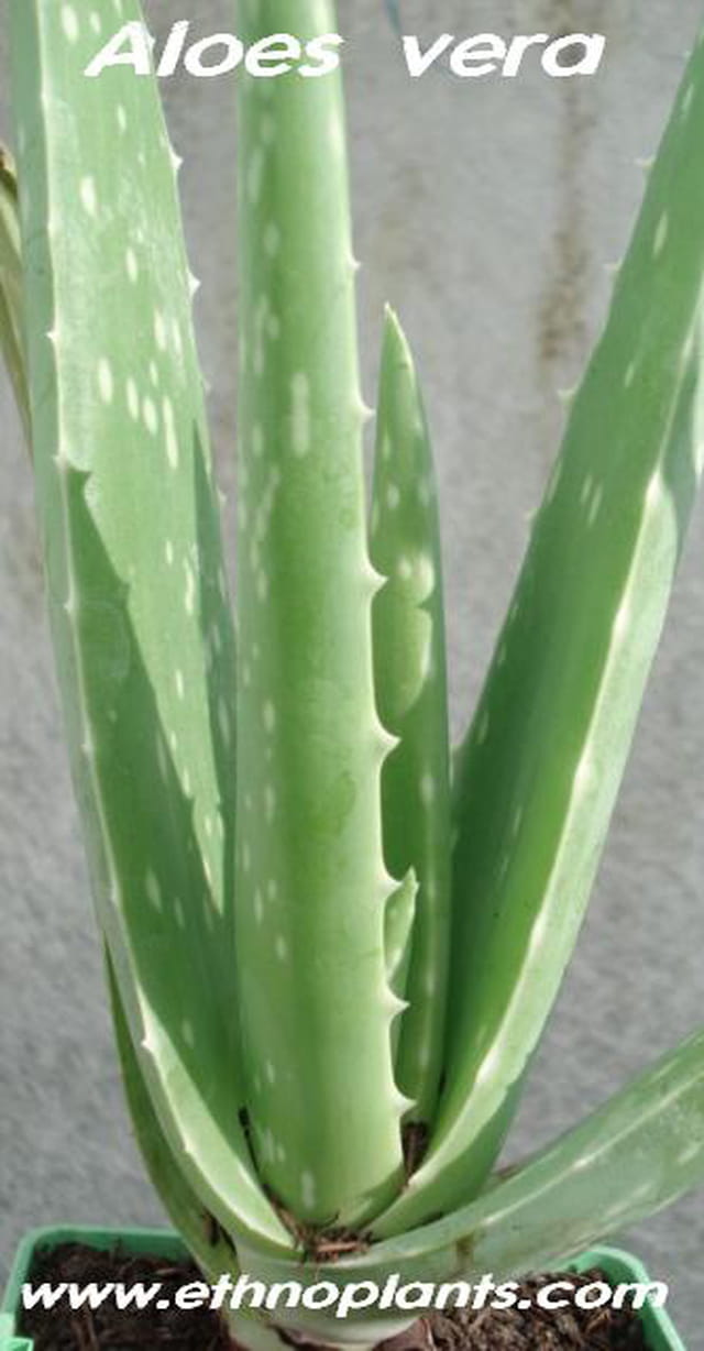 Aloe vera
