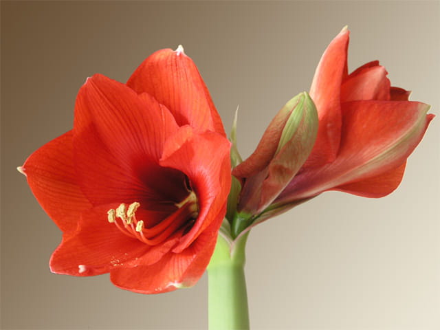 Amaryllis du nouvel an