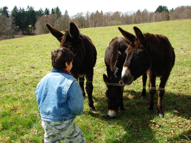 Anes grands noirs du Berry