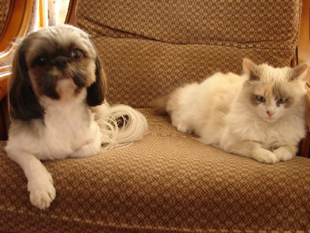 Animaux de compagnie