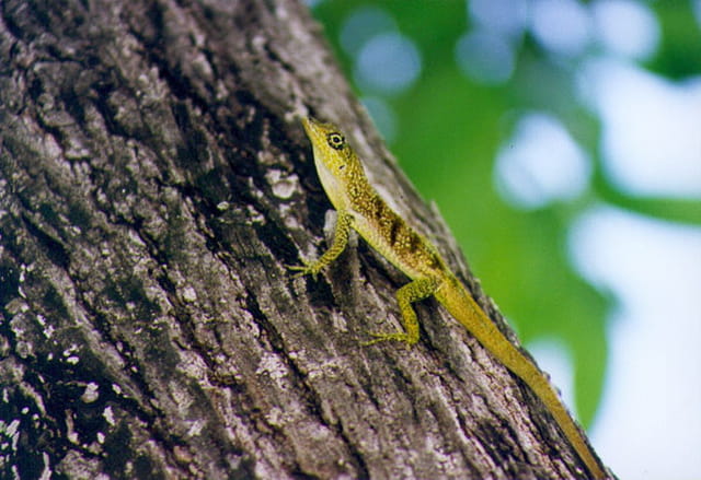 Anoli petit lézard de Martinique