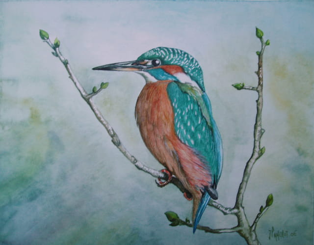 Aquarelle Martin Pecheur Par Jacques Panchot Sur L Internaute