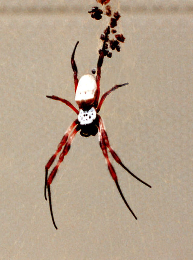 Araignée calédonienne