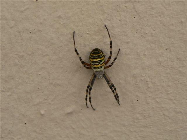 Araignée du matin chagrin
