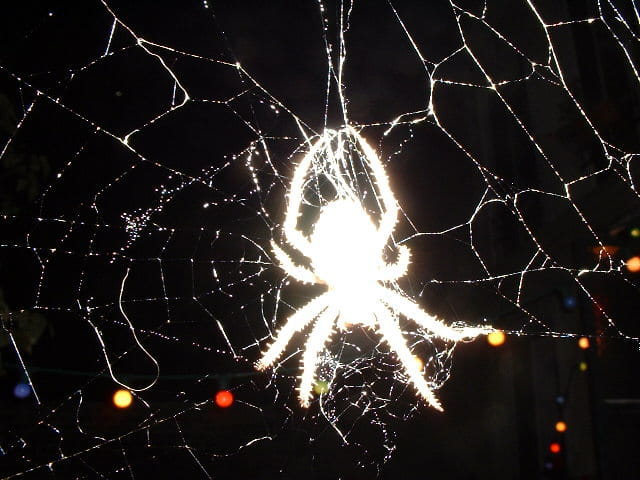 Araignée du soir