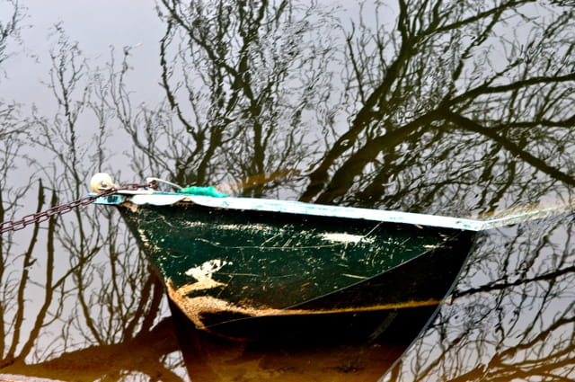 Arbre à barque