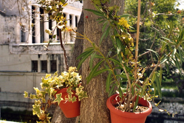 Arbre à plante