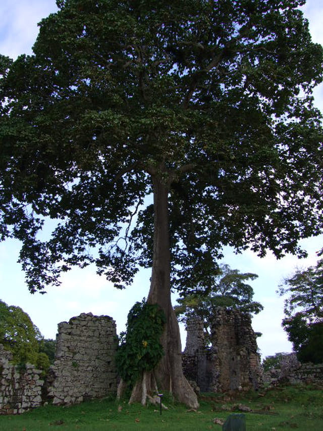 Arbre ayant survécu à la destruction de Panama La Vieja