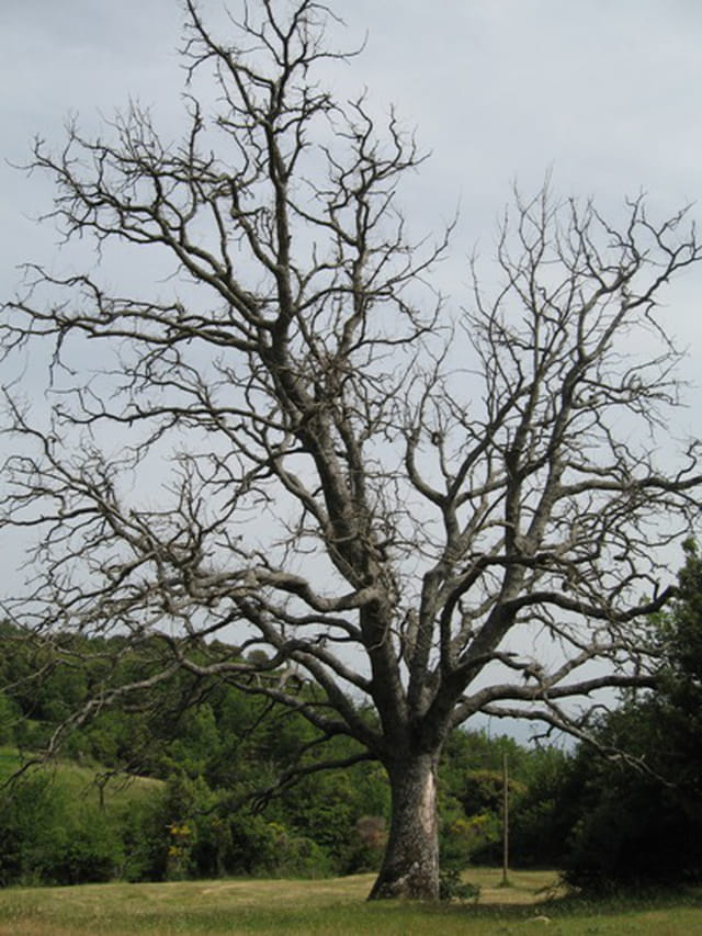 Arbre centenaire