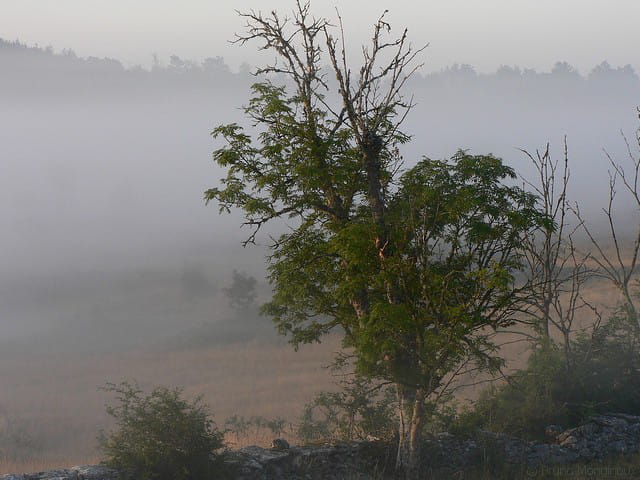 Arbre dans la brume