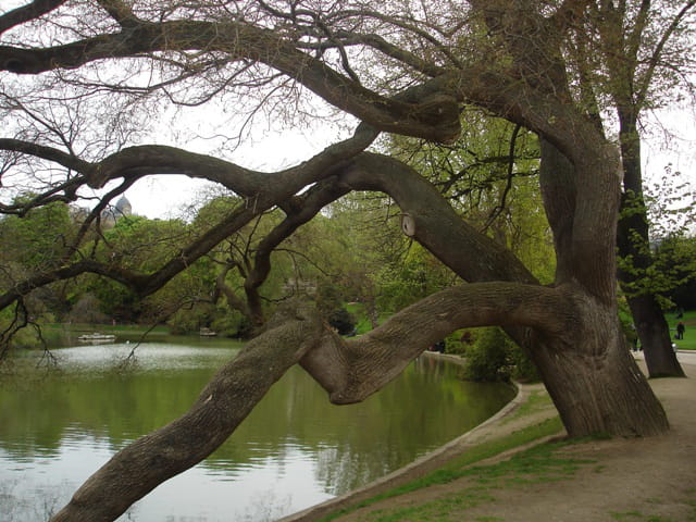 Arbre de Paris