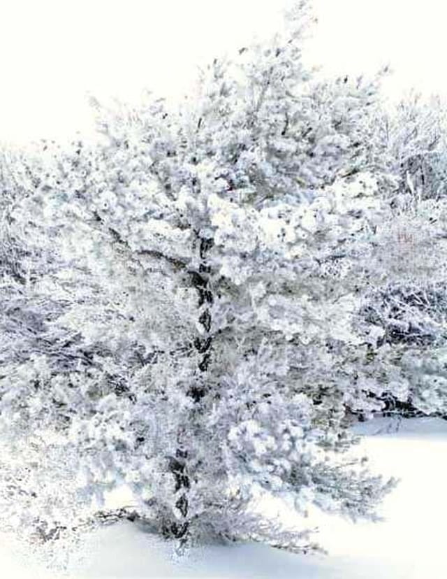Arbre enneigé