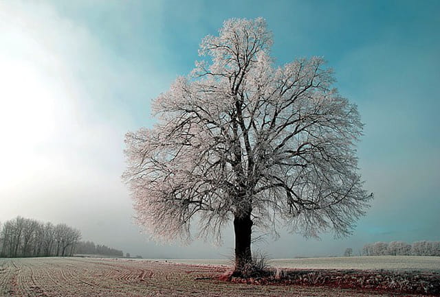 Arbre givré au Val-de-Ruz