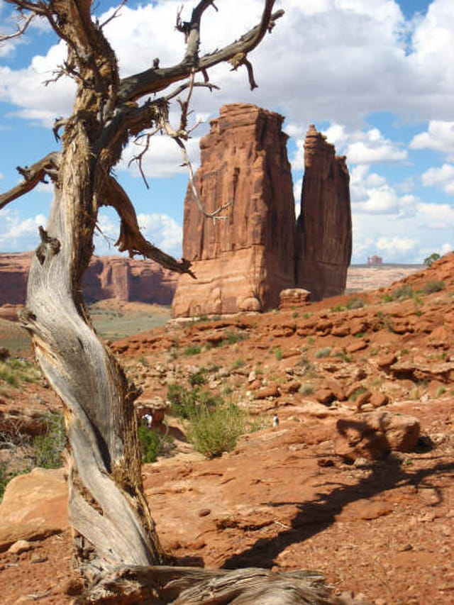 Arbre mort