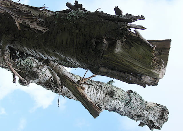 ** Arbre Mort **