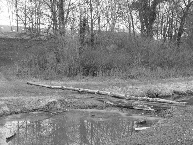 Arbre mort