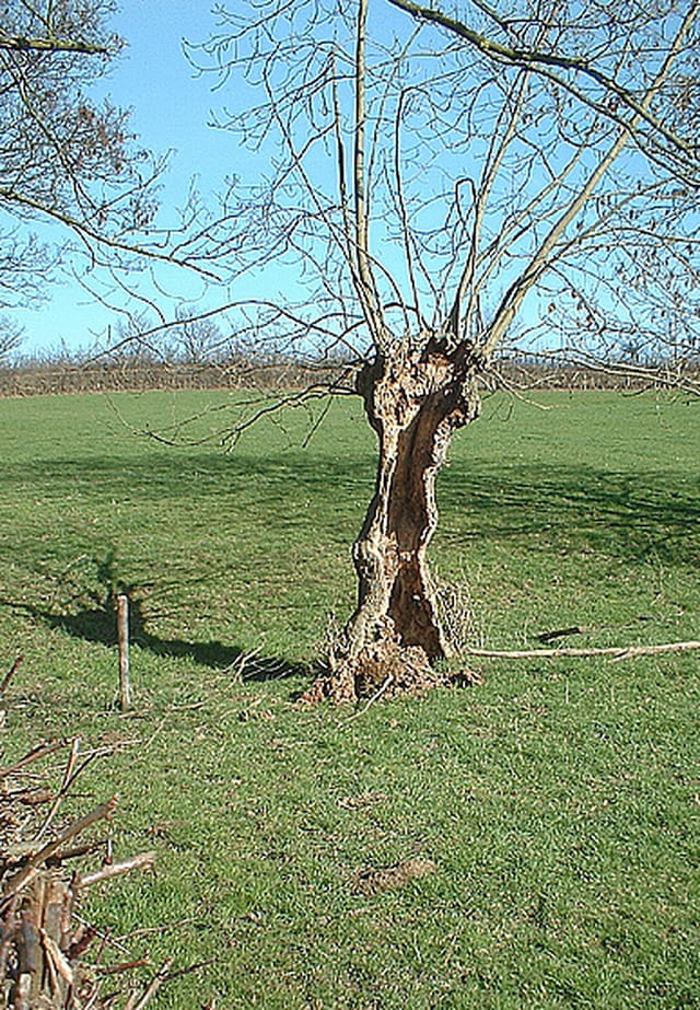 Arbre presque mort