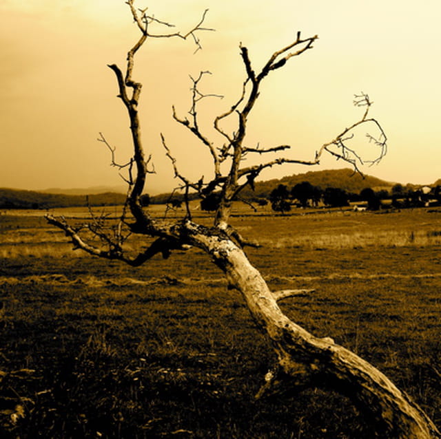 Arbre seul