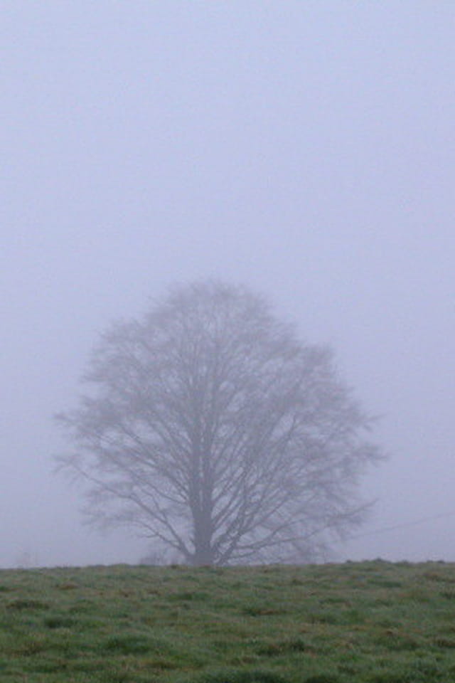 Arbre sortant de la brume