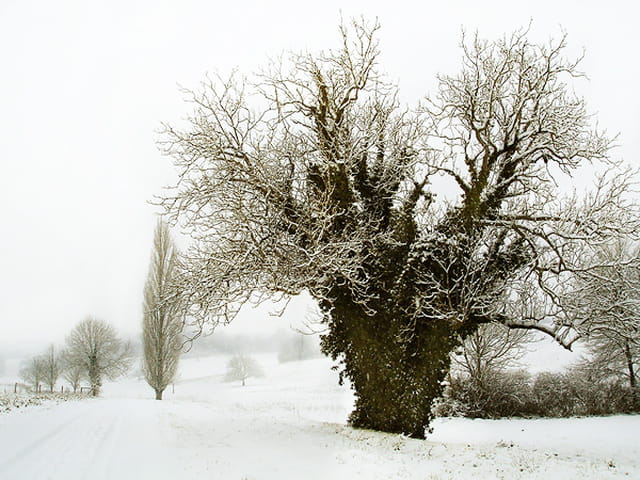 Arbres dénudés et neige