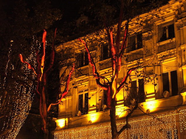 Arbres en feux