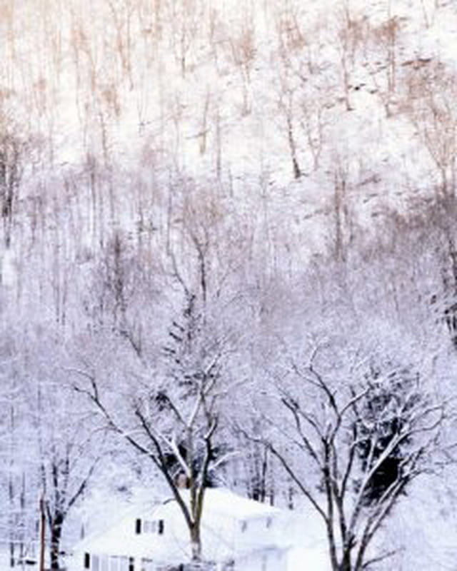Arbres en neige