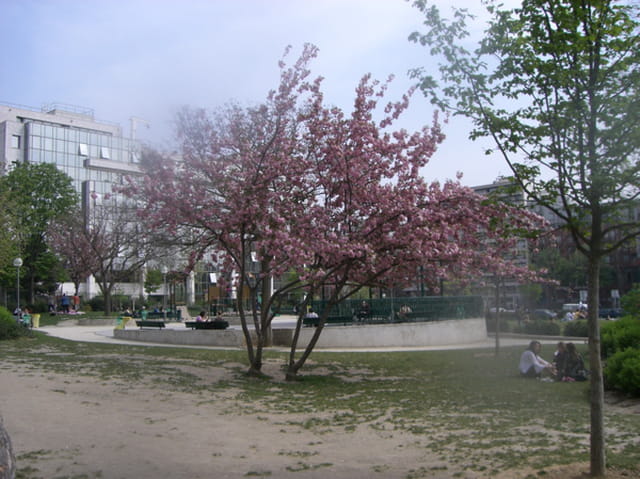 Arbres fleuris