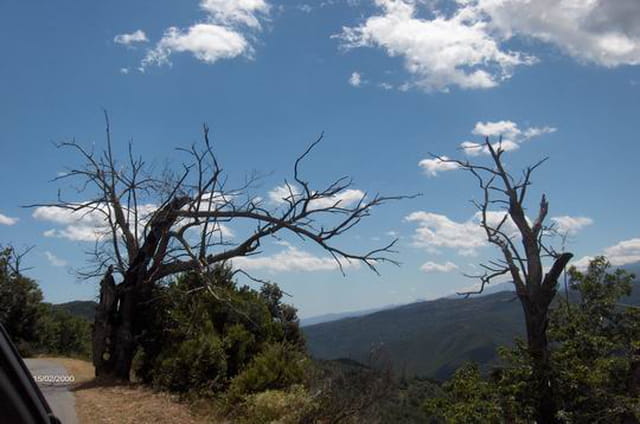 Arbres morts