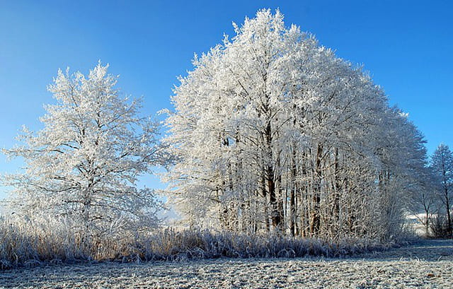 Arbres totalement givrés