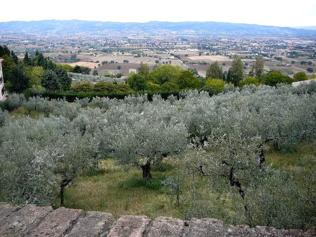 Assise