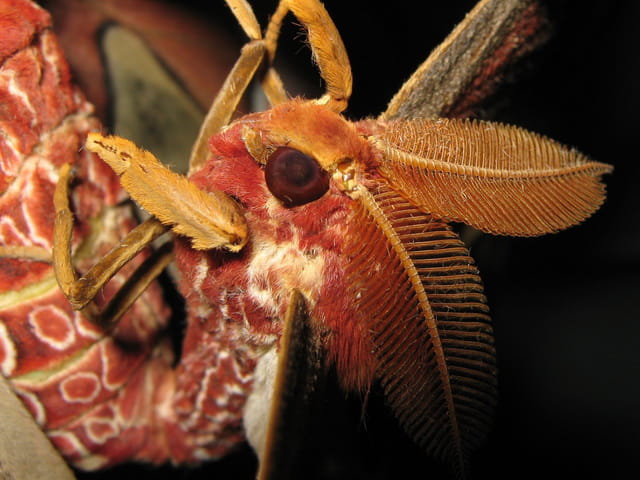 Attacus atlas (M)