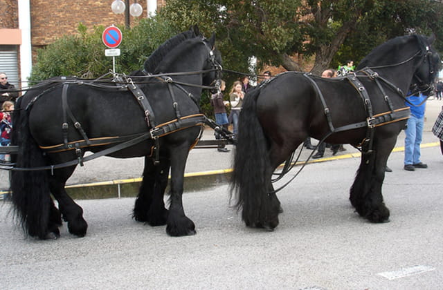 Attelage de chevaux Frissons