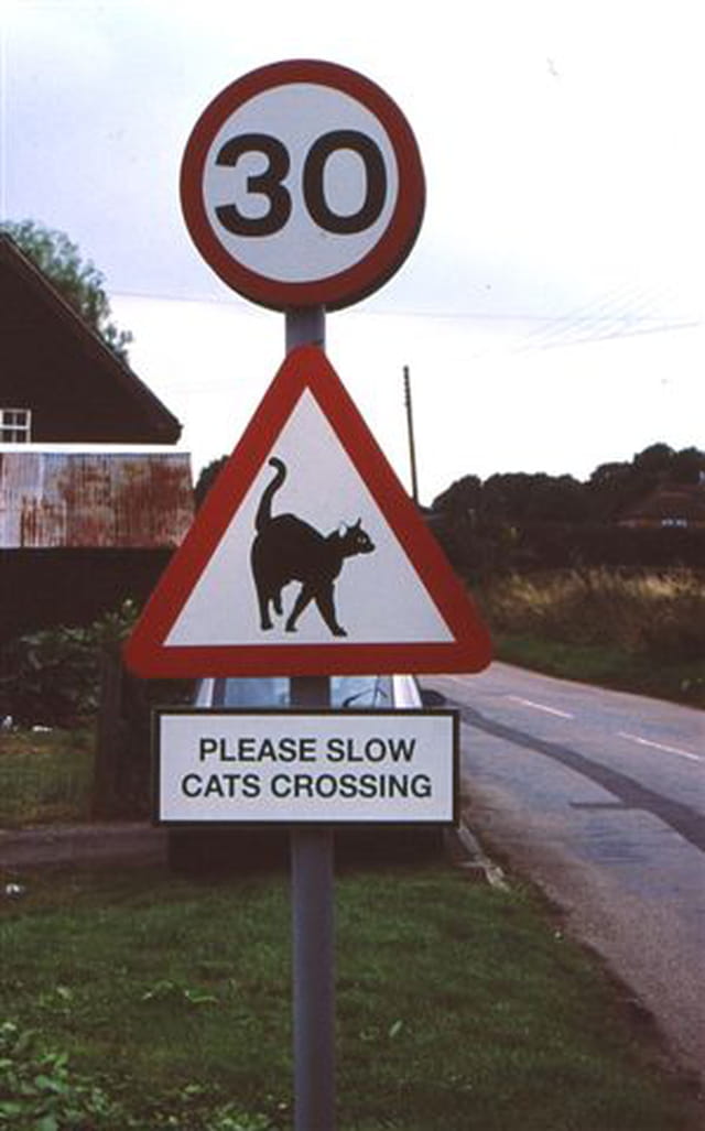 Attention aux chats
