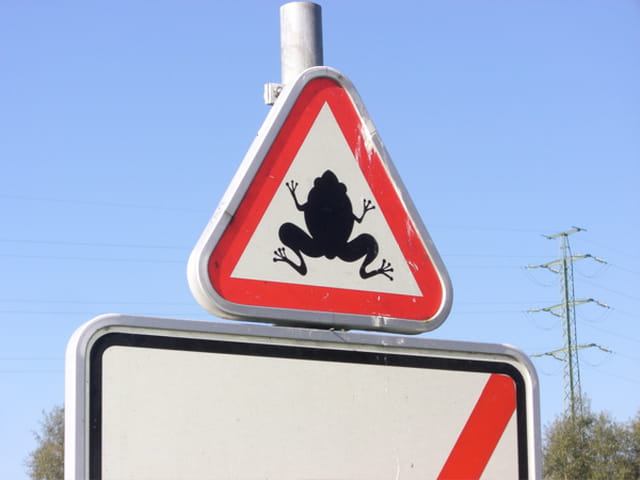 Attention, grenouilles