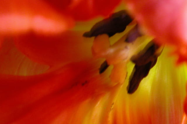 Au coeur d'une tulipe perroquet