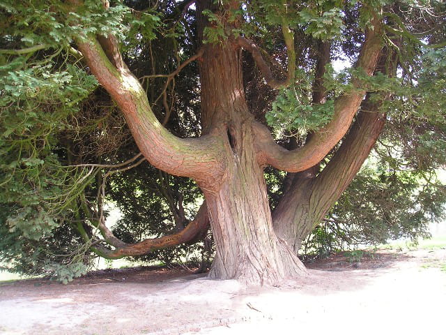 Aupres de mon arbre
