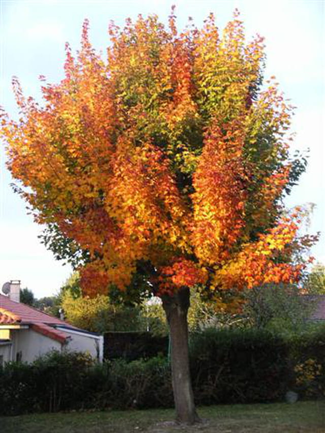 Automne