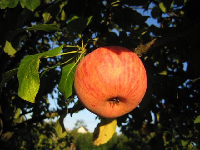 Automne