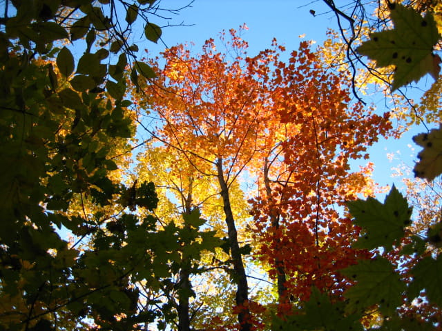 Automne