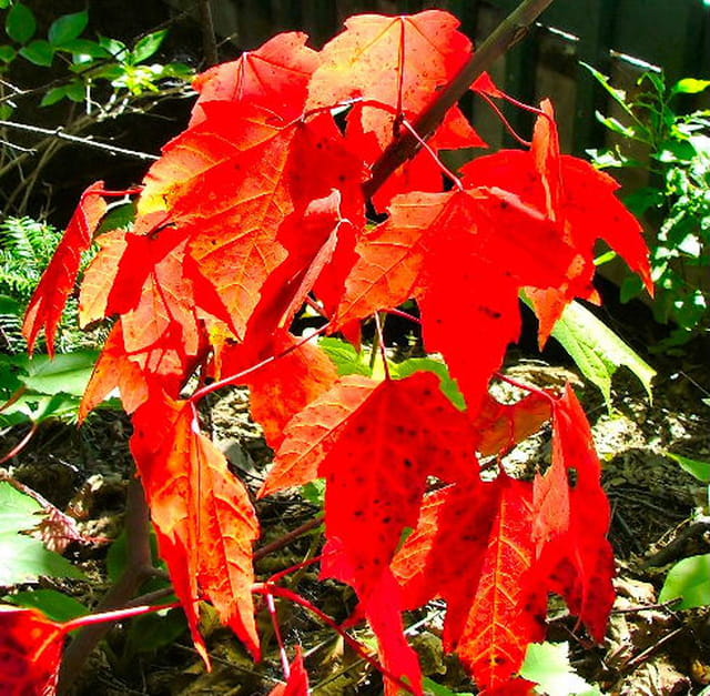 Automne
