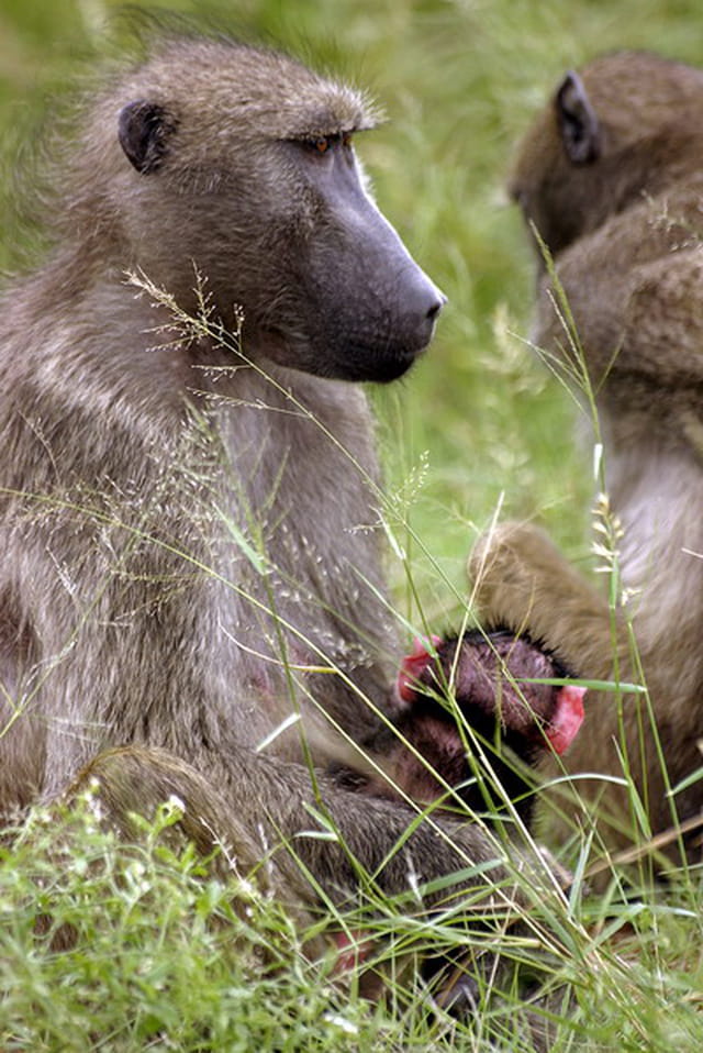 Babouin et son petit