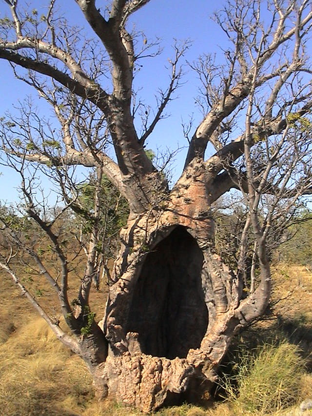 BAOBABS