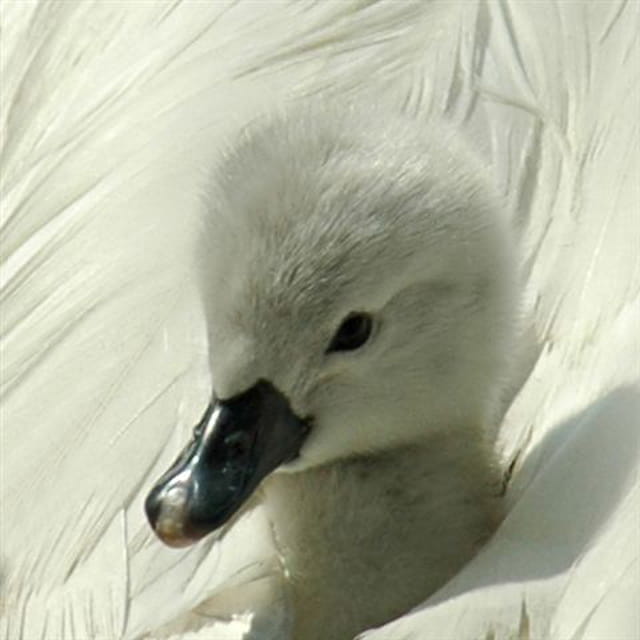 Bébé cygne de 2 jours