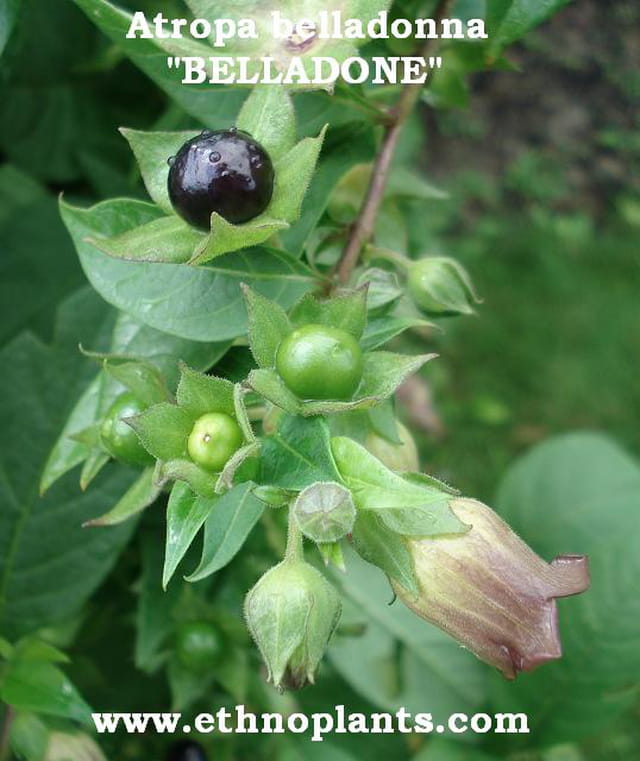 plante de Belladone ou Atropa belladonna