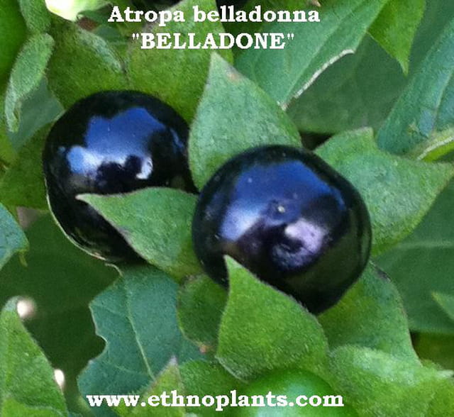 Belladone, Atropa belladonna