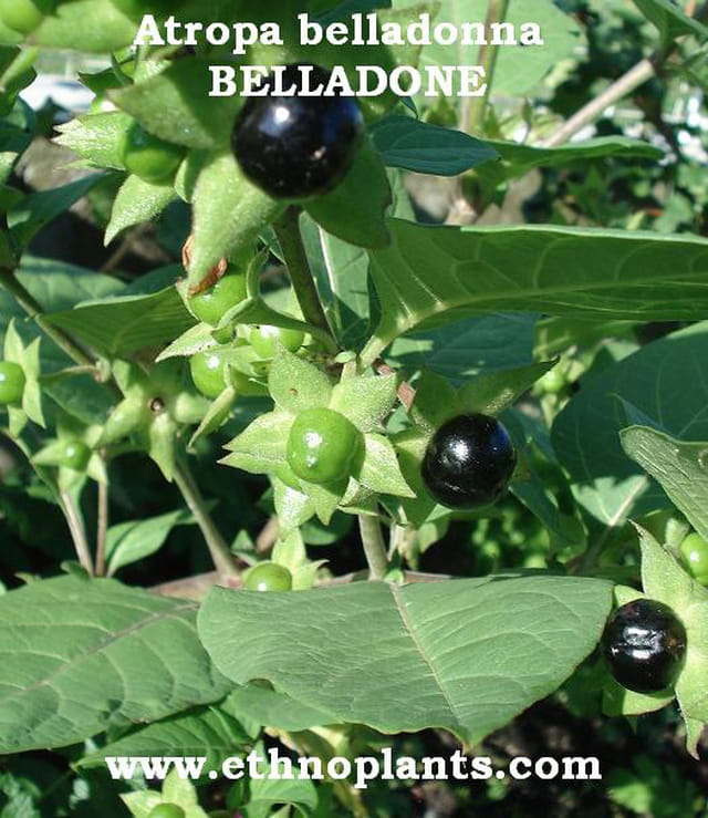 Belladone Atropa belladonna
