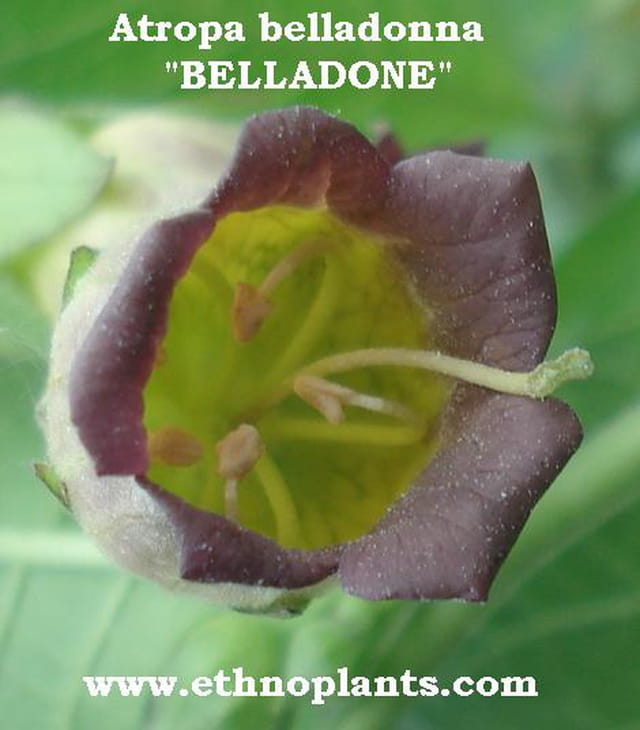 Atropa belladonna en vente