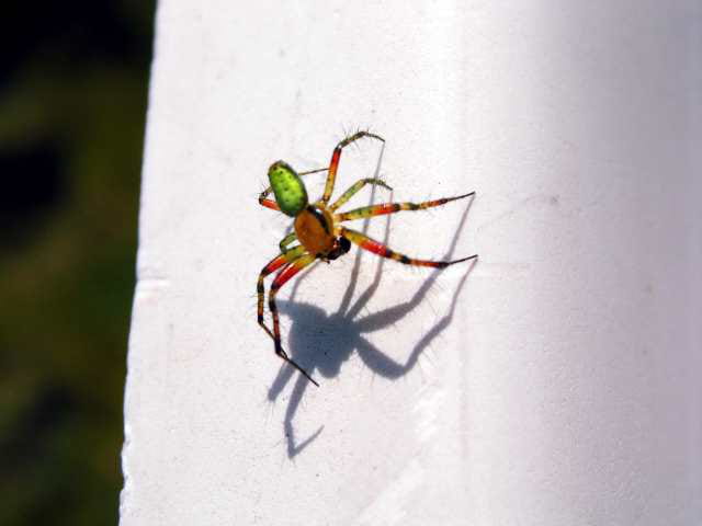 Belle araignée