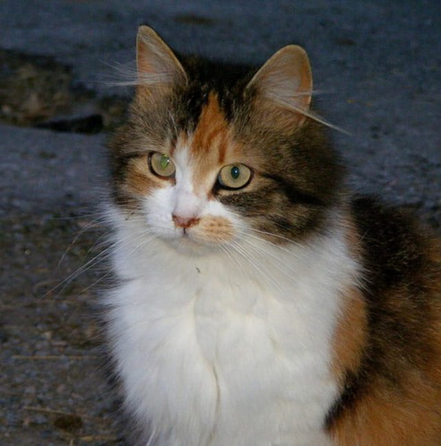 Belle chatte